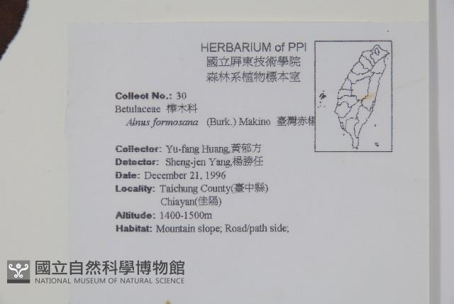 臺灣赤楊、臺灣榿木藏品圖，第2張