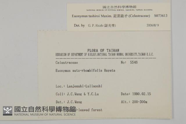 菱葉衛矛藏品圖，第2張