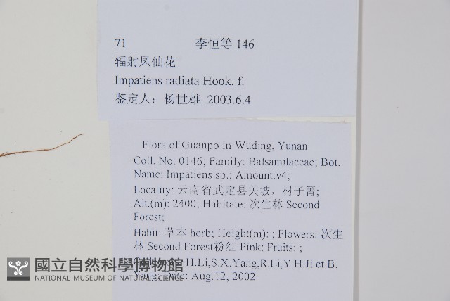 輻射鳳仙花藏品圖，第2張