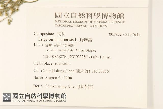 野塘蒿藏品圖，第2張