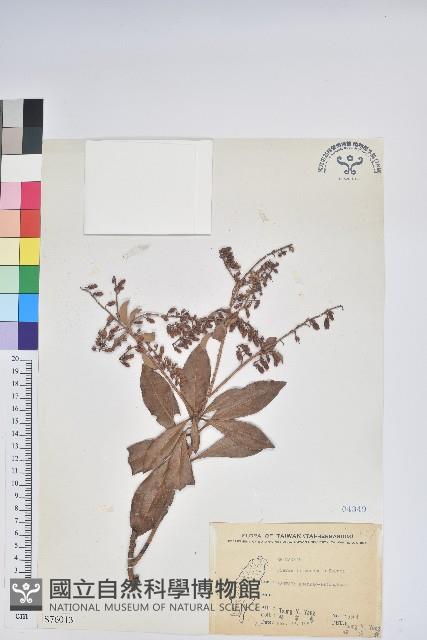 臺灣馬醉木藏品圖，第1張