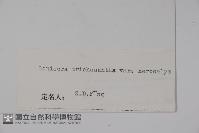 長葉毛花忍冬藏品圖，第2張