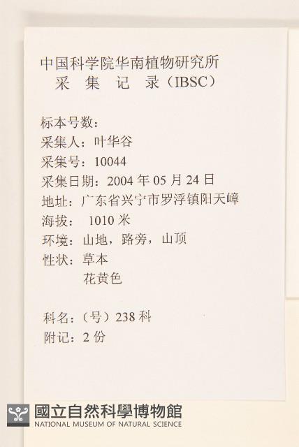 鼠麴草藏品圖，第2張