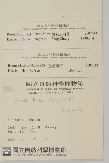 柔毛艾納香藏品圖，第2張