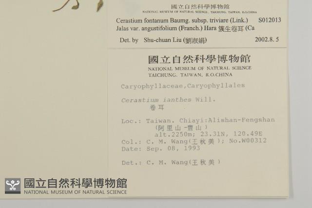 簇生卷耳藏品圖，第2張