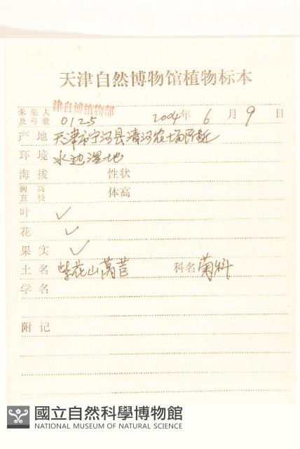 黃穎莎草藏品圖，第2張