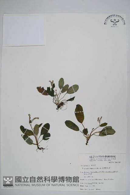 臺灣附地草藏品圖，第1張