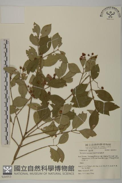 刺果衛矛藏品圖，第1張