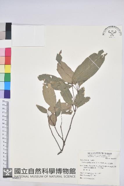 粗糠柴藏品圖，第1張