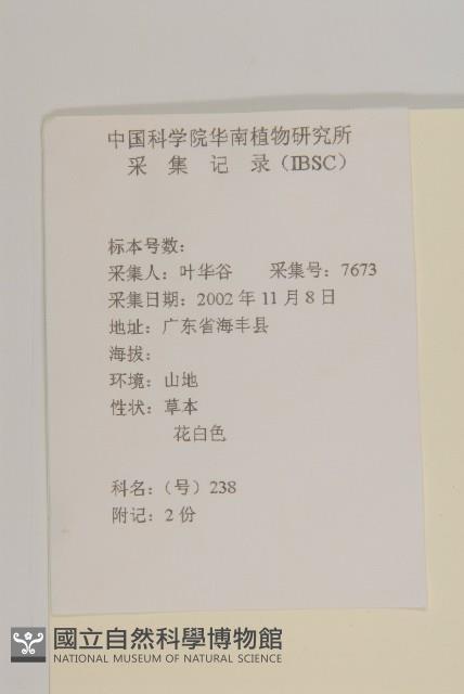 白舌紫菀藏品圖，第2張