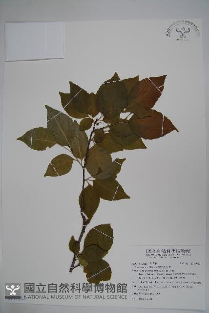 草野氏冬青藏品圖，第1張