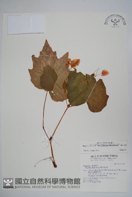 裂葉秋海棠藏品圖，第1張