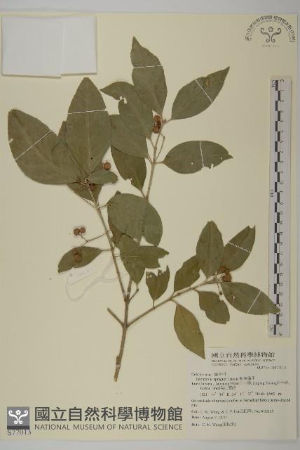 刺果衛矛藏品圖，第1張