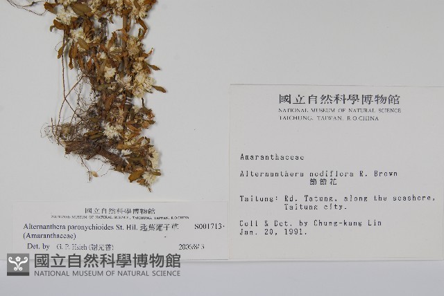 匙葉蓮子草藏品圖，第2張