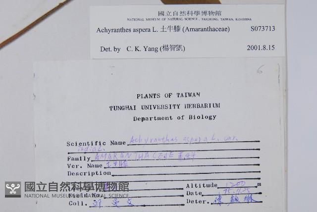 土牛膝藏品圖，第2張