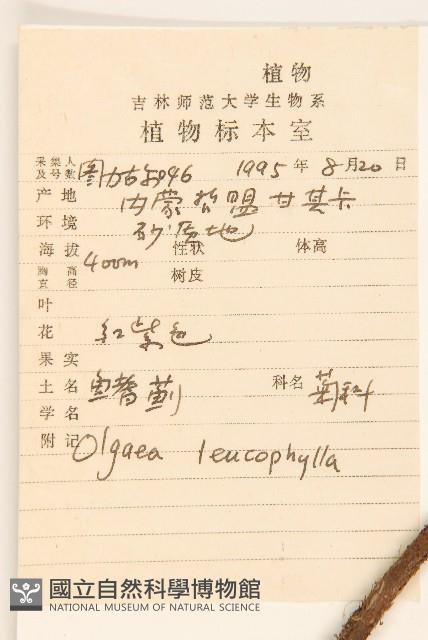 鰭薊藏品圖，第2張