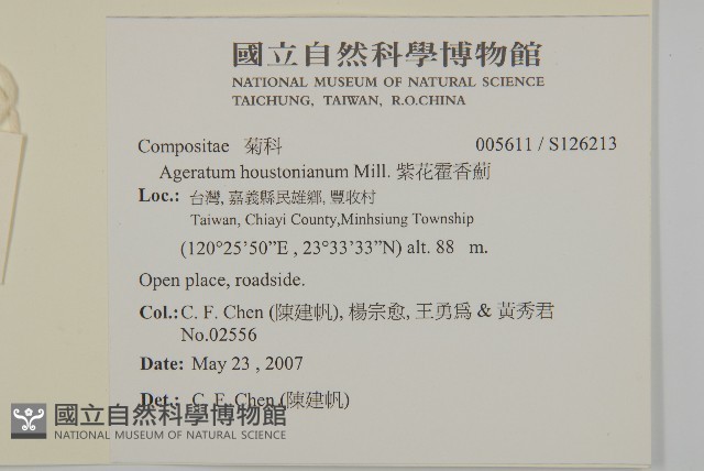 紫花霍香薊藏品圖，第2張