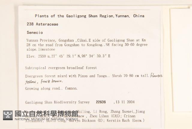 蔓黃菀藏品圖，第2張