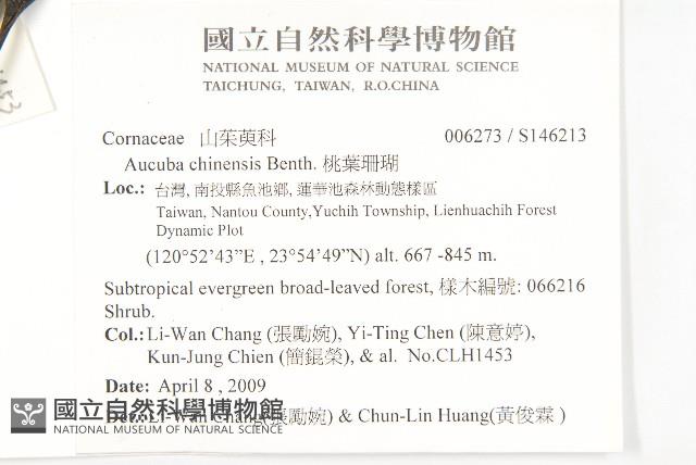 桃葉珊瑚藏品圖，第2張