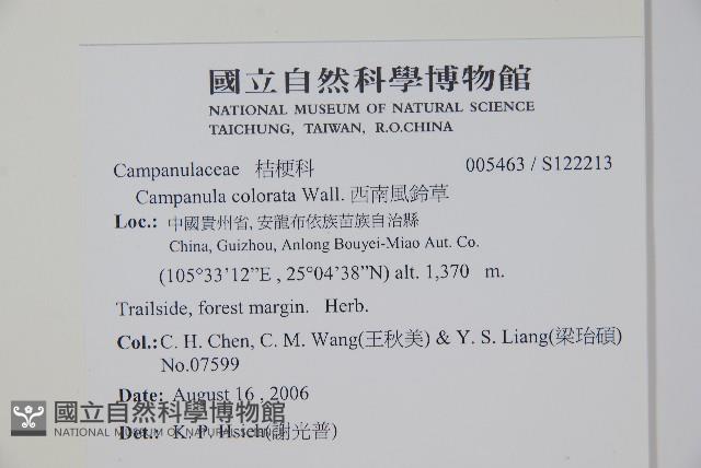 西南風鈴草藏品圖，第2張