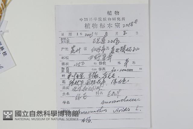 野莧菜藏品圖，第2張