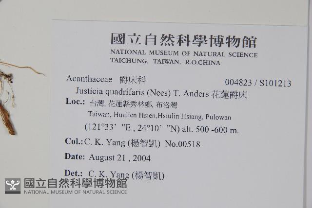 花蓮爵床藏品圖，第2張