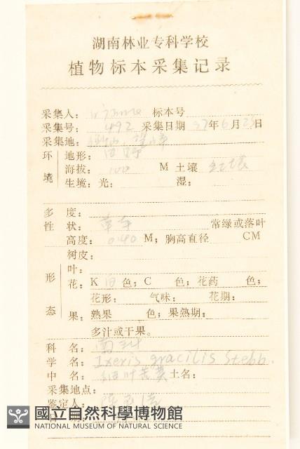 細葉苦實藏品圖，第2張