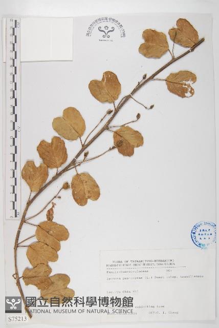 馬鞍藤藏品圖，第1張