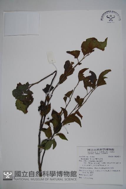 草野氏冬青藏品圖，第1張