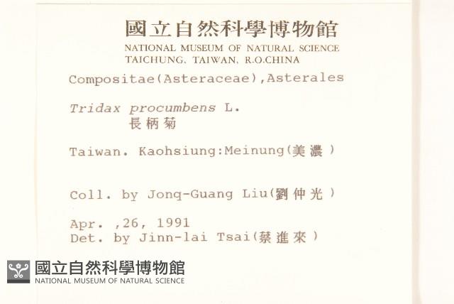 長柄菊藏品圖，第2張