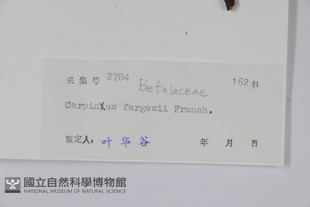 大穗鵝耳櫪藏品圖，第2張