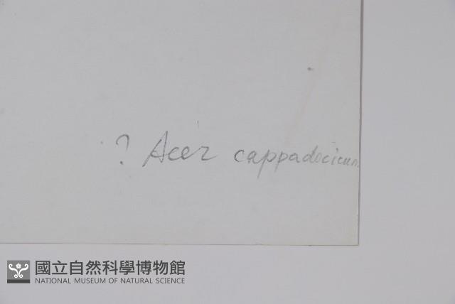 青皮槭藏品圖，第2張