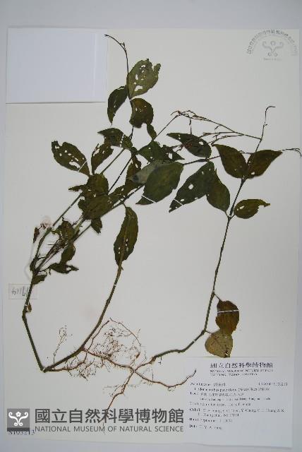 針刺草藏品圖，第1張