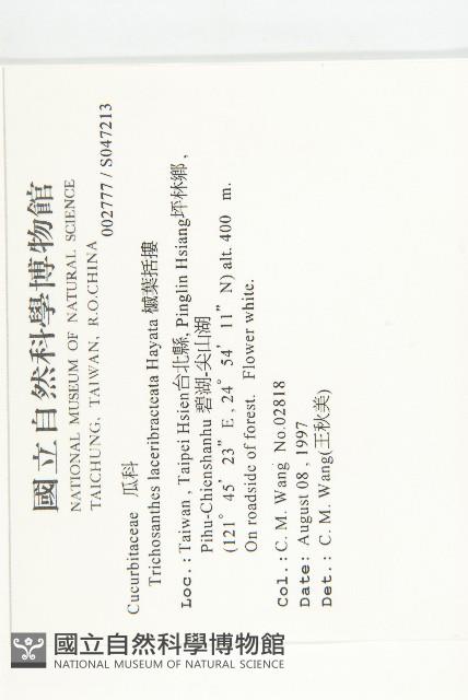 槭葉括摟藏品圖，第2張