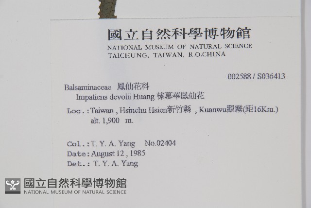 棣慕華鳳仙花藏品圖，第2張