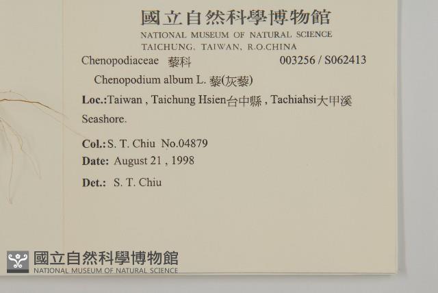 藜、灰藜藏品圖，第2張