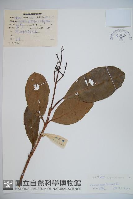 珊瑚樹藏品圖，第1張