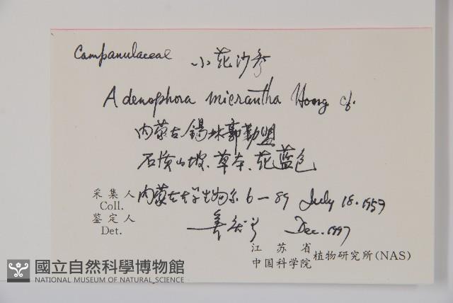 小花沙參藏品圖，第2張