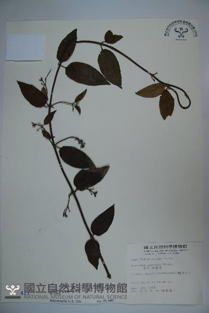 裡白忍冬、紅腺忍冬藏品圖，第1張