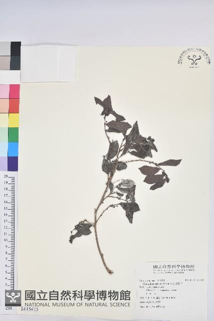 細葉饅頭果藏品圖，第1張