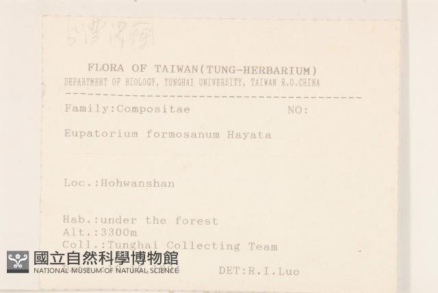 臺灣澤蘭藏品圖，第2張