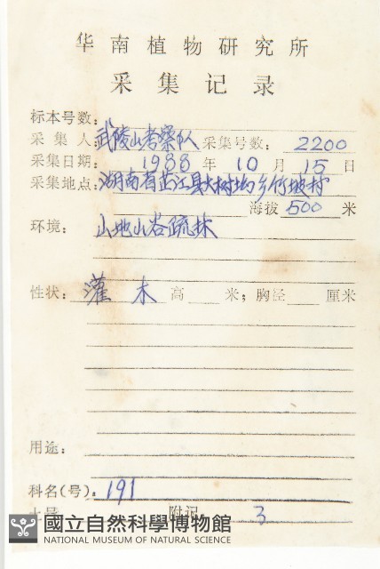 銀果胡頹子藏品圖，第2張