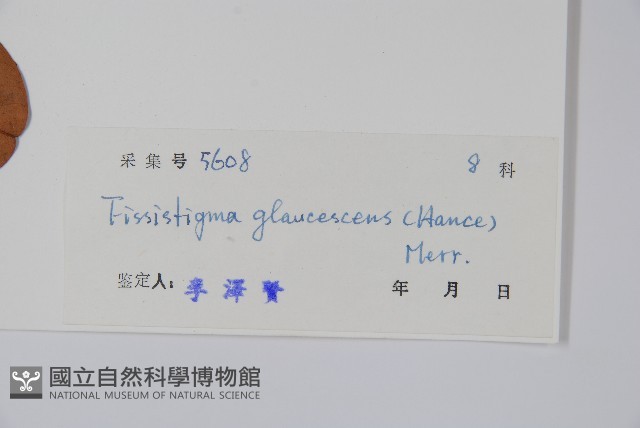 裏白瓜馥木藏品圖，第2張