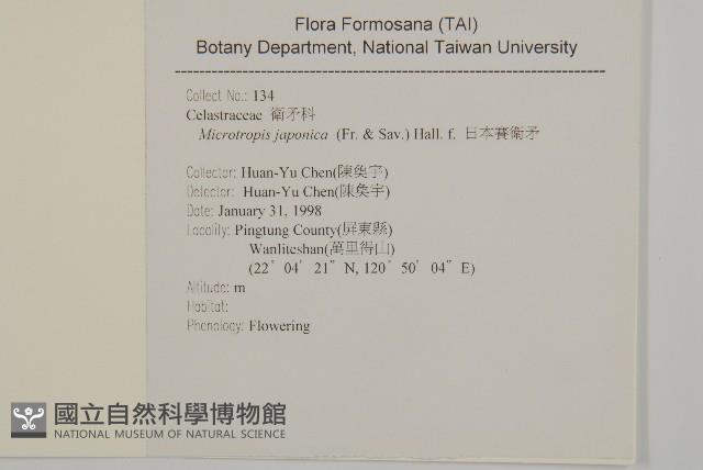 日本賽衛矛、日本假衛矛藏品圖，第2張
