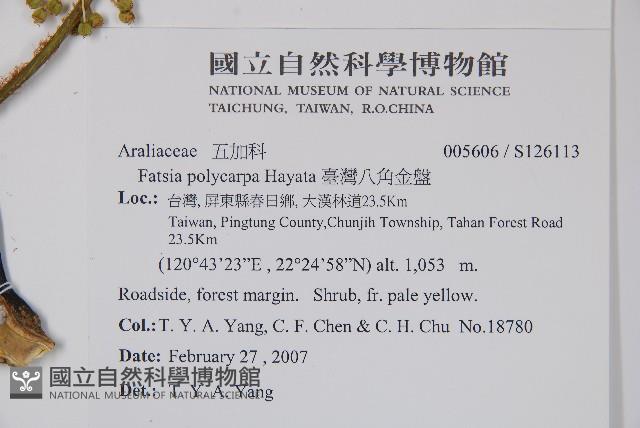 臺灣八角金盤藏品圖，第2張