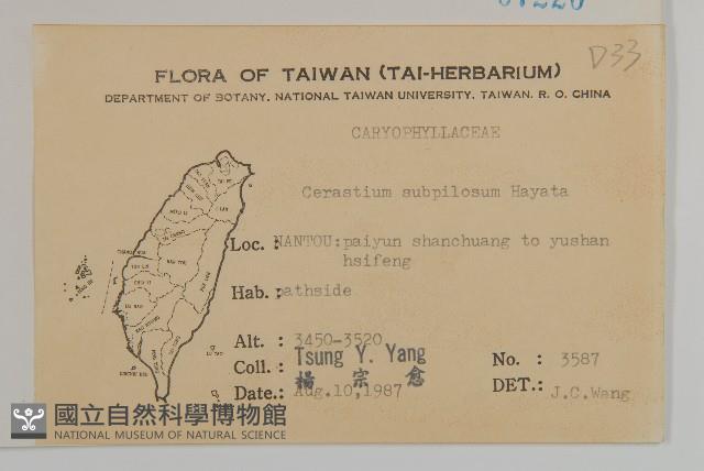 細葉卷耳藏品圖，第2張