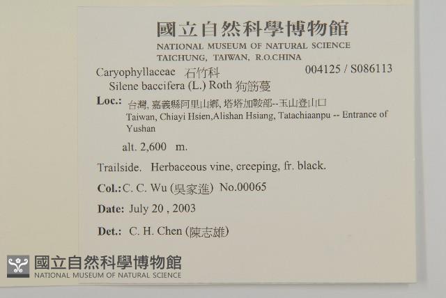 狗筋蔓藏品圖，第2張