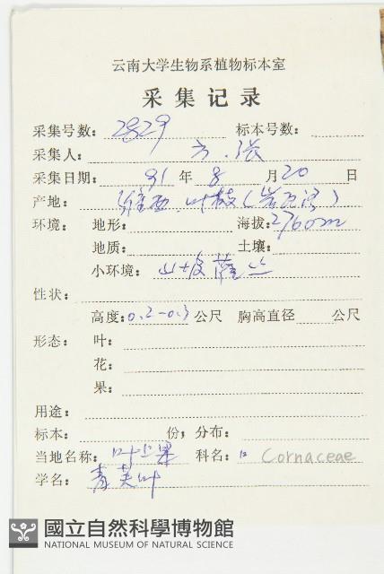 中華青莢葉藏品圖，第2張