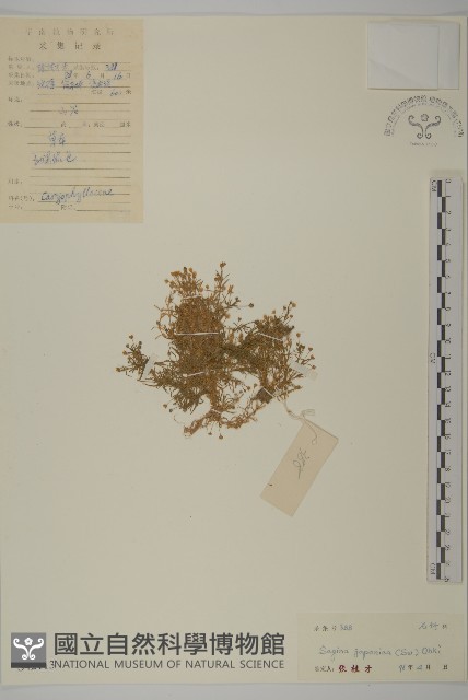 瓜槌草、漆姑草藏品圖，第1張