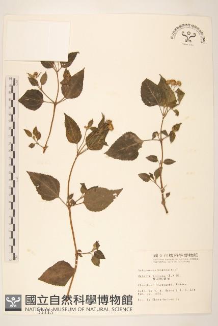 雙花蟛蜞菊藏品圖，第1張